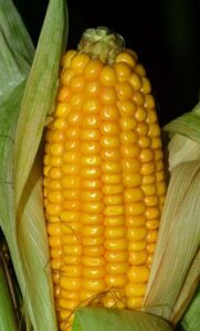 ¿Cuánto tiempo dura el maíz en la mazorca en el refrigerador?  almacenamiento, vida útil,